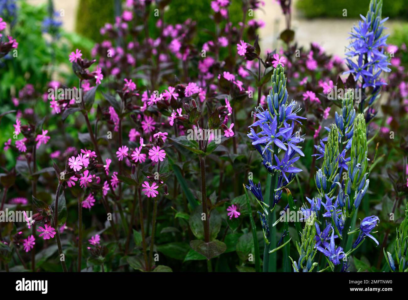 Camassia leichtinii caerulea, silene dioica, blaue und rosafarbene Blumen, blaue rosafarbene Blume, Blütenkombination, camassia und silene, gemischte Pflanzen, RM-Blumen Stockfoto