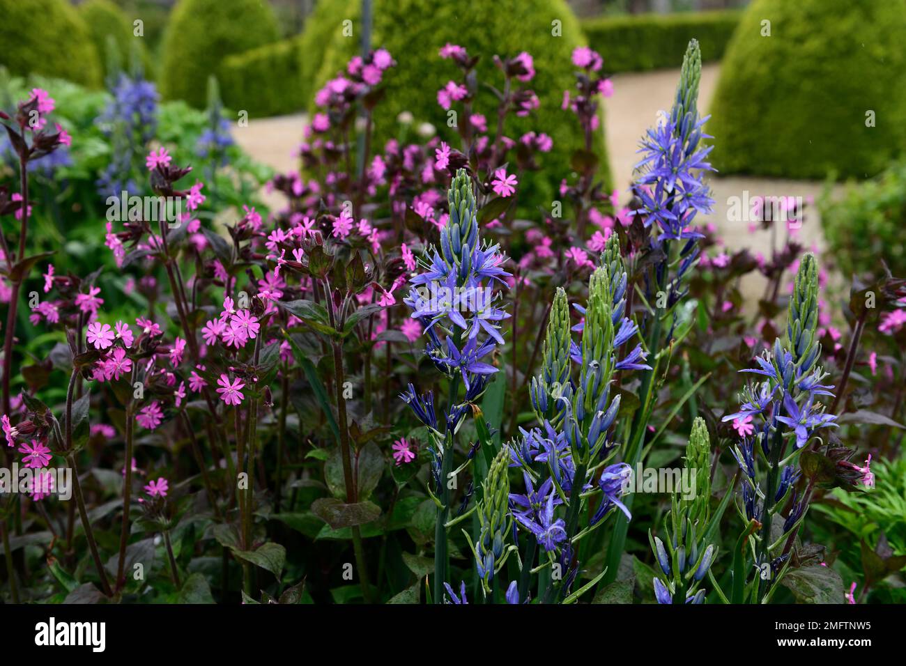 Camassia leichtinii caerulea, silene dioica, blaue und rosafarbene Blumen, blaue rosafarbene Blume, Blütenkombination, camassia und silene, gemischte Pflanzen, RM-Blumen Stockfoto