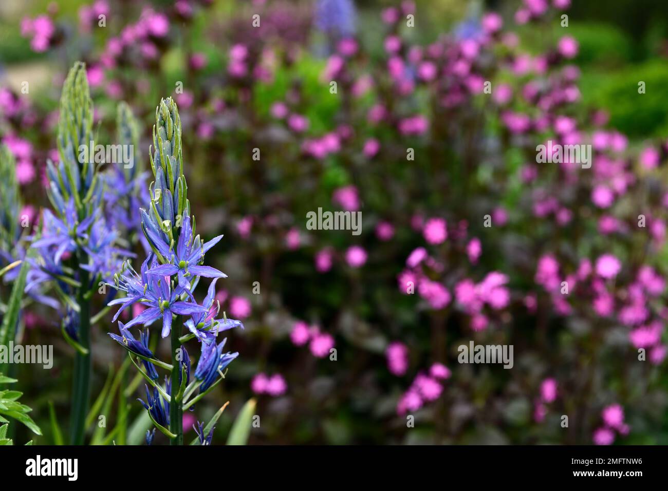 Camassia leichtinii caerulea, silene dioica, blaue und rosafarbene Blumen, blaue rosafarbene Blume, Blütenkombination, camassia und silene, gemischte Pflanzen, RM-Blumen Stockfoto