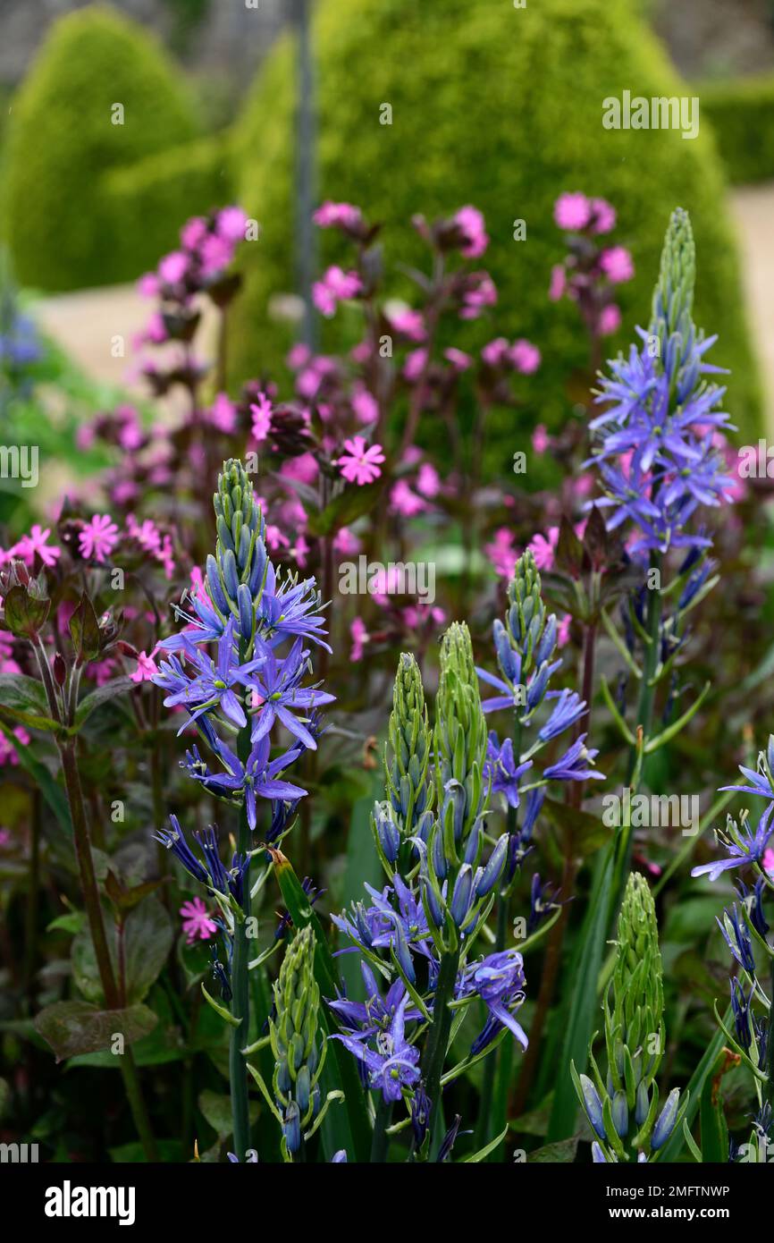 Camassia leichtinii caerulea, silene dioica, blaue und rosafarbene Blumen, blaue rosafarbene Blume, Blütenkombination, camassia und silene, gemischte Pflanzen, RM-Blumen Stockfoto
