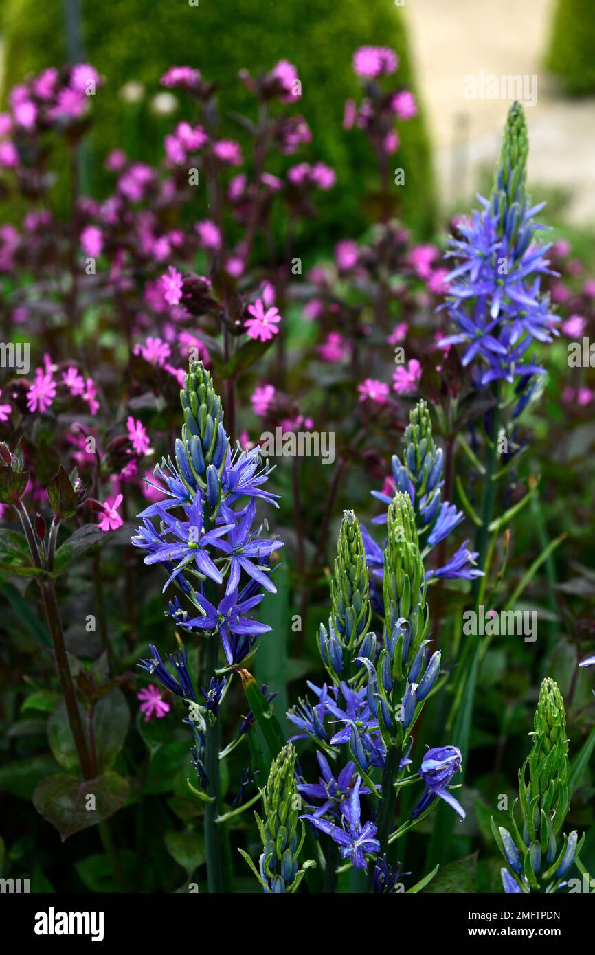 Camassia leichtinii caerulea, silene dioica, blaue und rosafarbene Blumen, blaue rosafarbene Blume, Blütenkombination, camassia und silene, gemischte Pflanzen, RM-Blumen Stockfoto