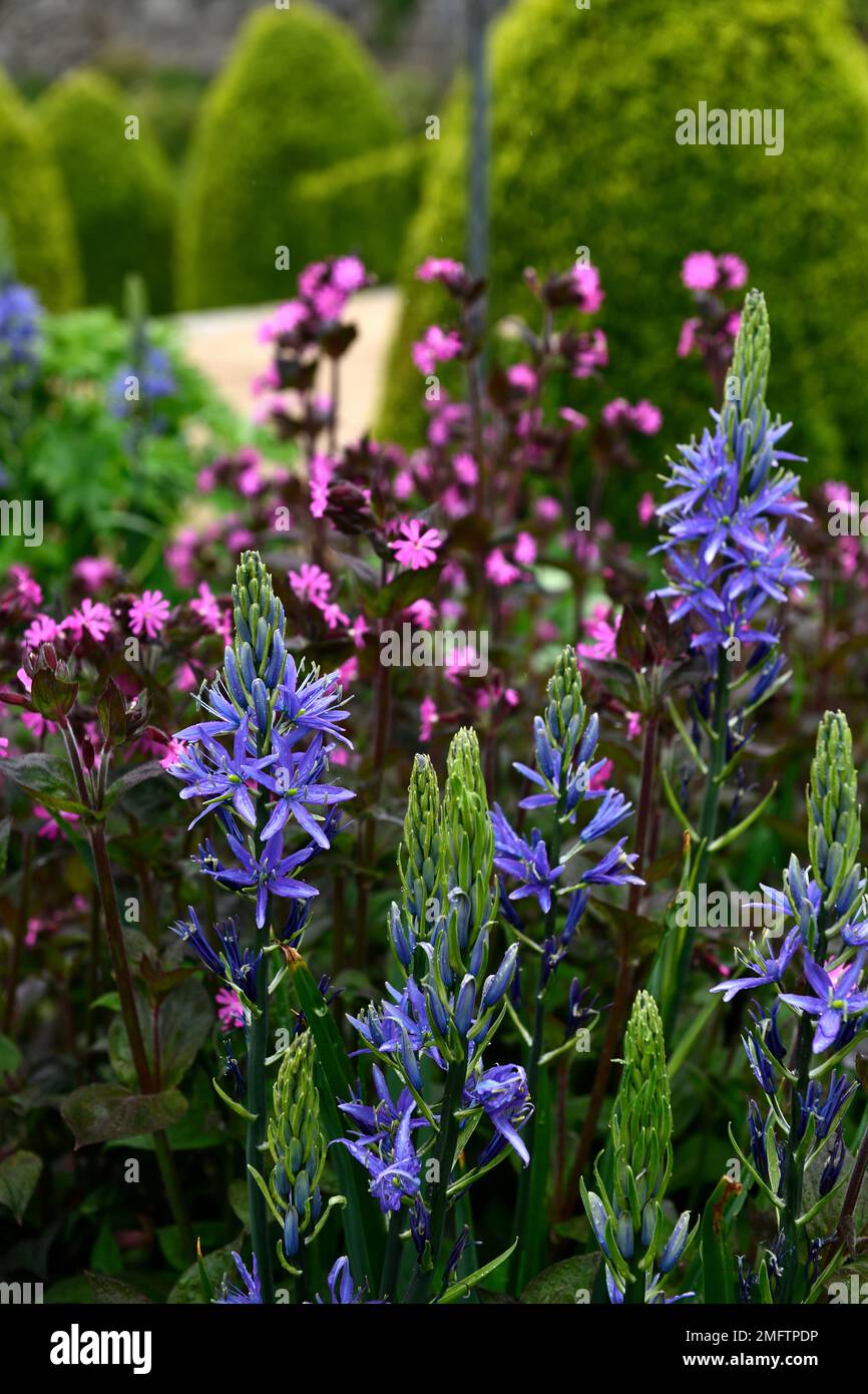 Camassia leichtinii caerulea, silene dioica, blaue und rosafarbene Blumen, blaue rosafarbene Blume, Blütenkombination, camassia und silene, gemischte Pflanzen, RM-Blumen Stockfoto