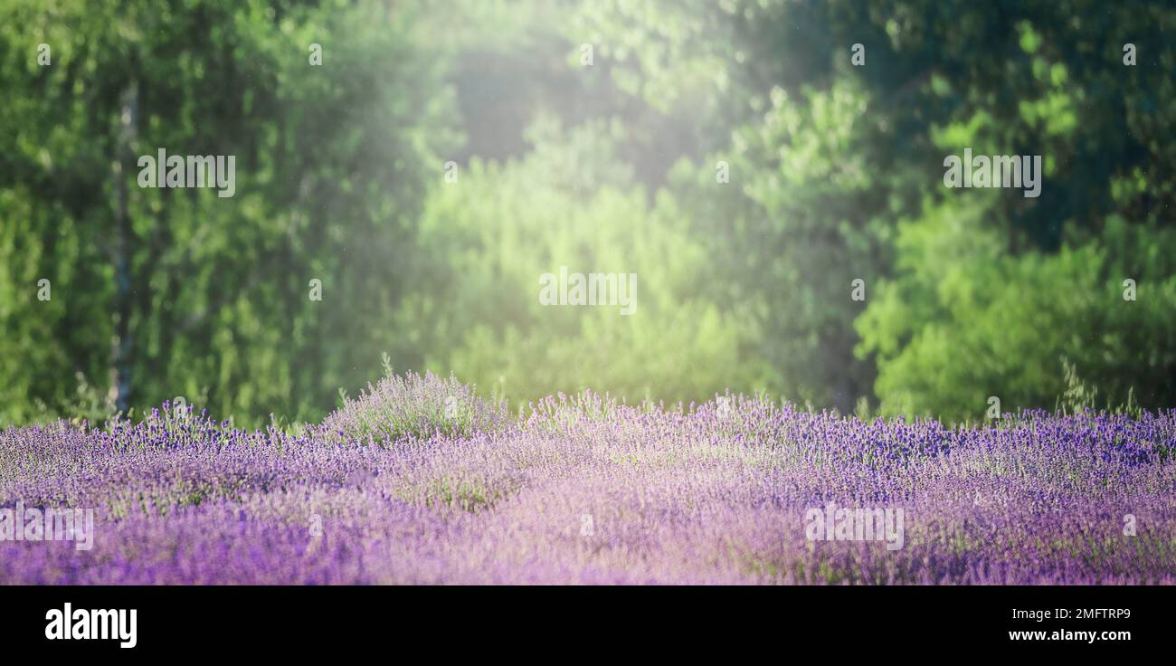 Wunderschöne violette Lavendelfelder, sommerliche Sonnenuntergangslandschaft Stockfoto