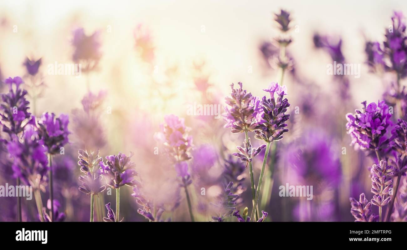 Sonnenuntergang über einem violetten Lavendelfeld, lavandula officinalis. Stockfoto