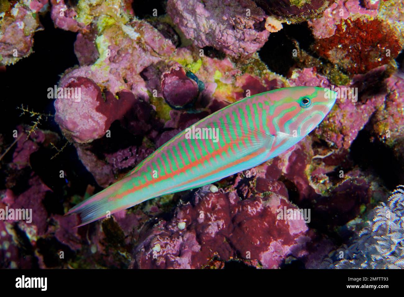 Rotmeer-junker (Thalassoma rueppellii), Knochenfische. Tauchplatz Daedalus Reef, Ägypten, Rotes Meer Stockfoto