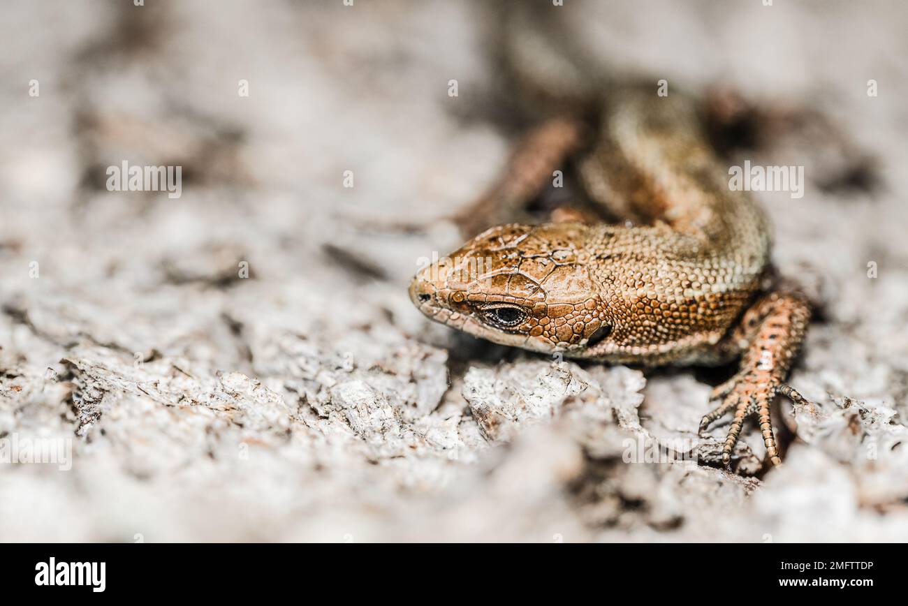 Nahaufnahme an Kopf und Auge der europäischen Gemeinen Eidechse, Zootoca vivivipare Stockfoto