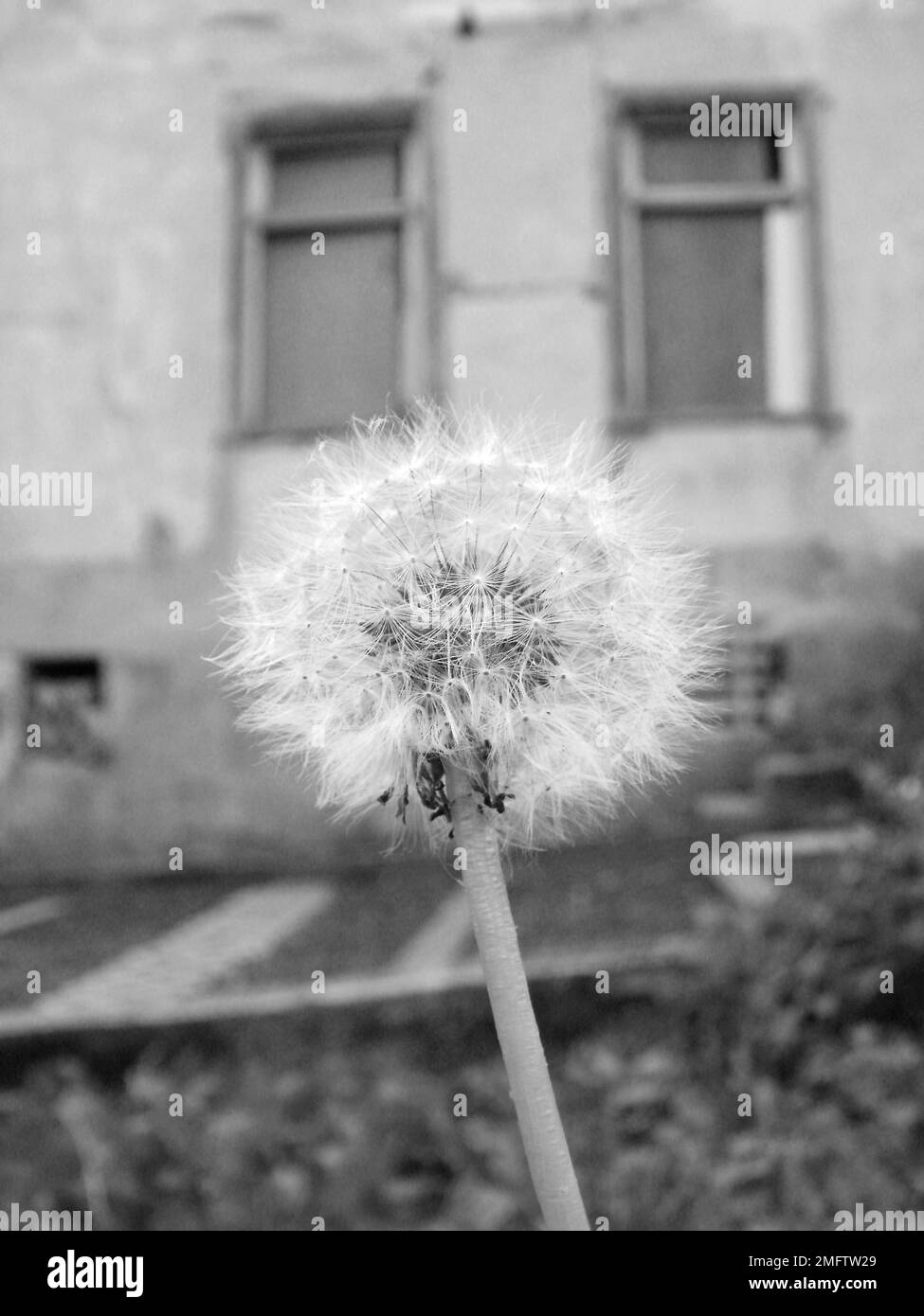 Löwenzahn (Taraxacum officinale) vor dem alten Haus Stockfoto