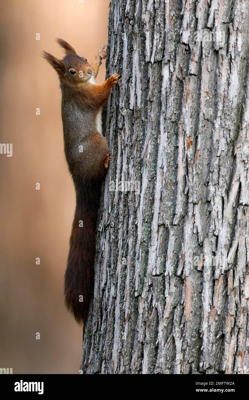 Eurasisches rotes Eichhörnchen (Sciurus vulgaris) klettert auf einen Baum, Wildtiere, Deutschland Stockfoto