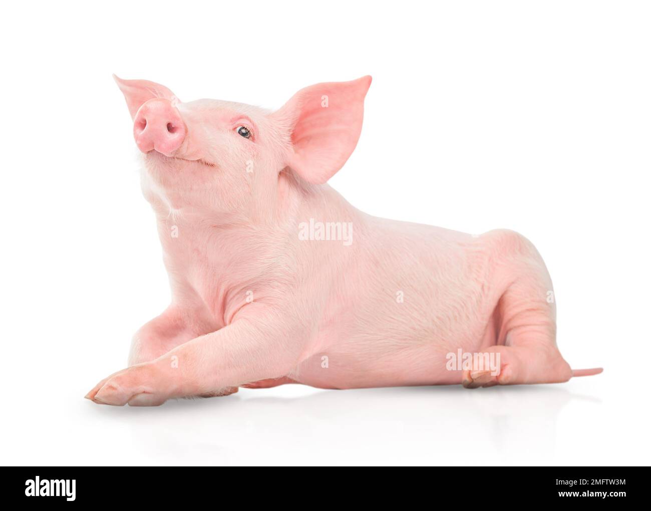 Kleines rosa Schwein isoliert auf weißem Hintergrund. Stockfoto