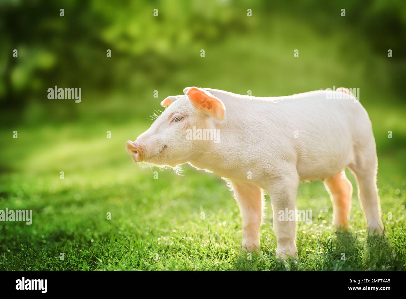 Süßes Schweinchen, das sich auf grünem Gras entspannt Stockfoto