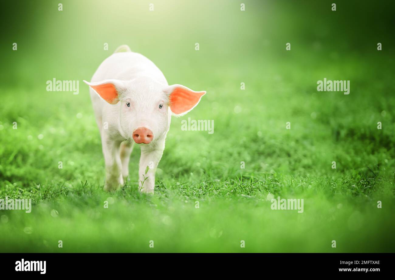 Süßes Schweinchen, das auf grünem Gras in die Kamera schaut Stockfoto
