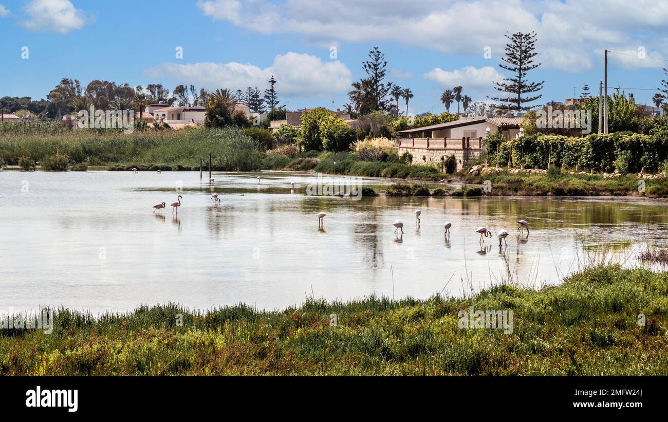 Flamingos, Marzamemi Fischerdorf, Sizilien, Marzamemi, Sizilien, Italien Stockfoto