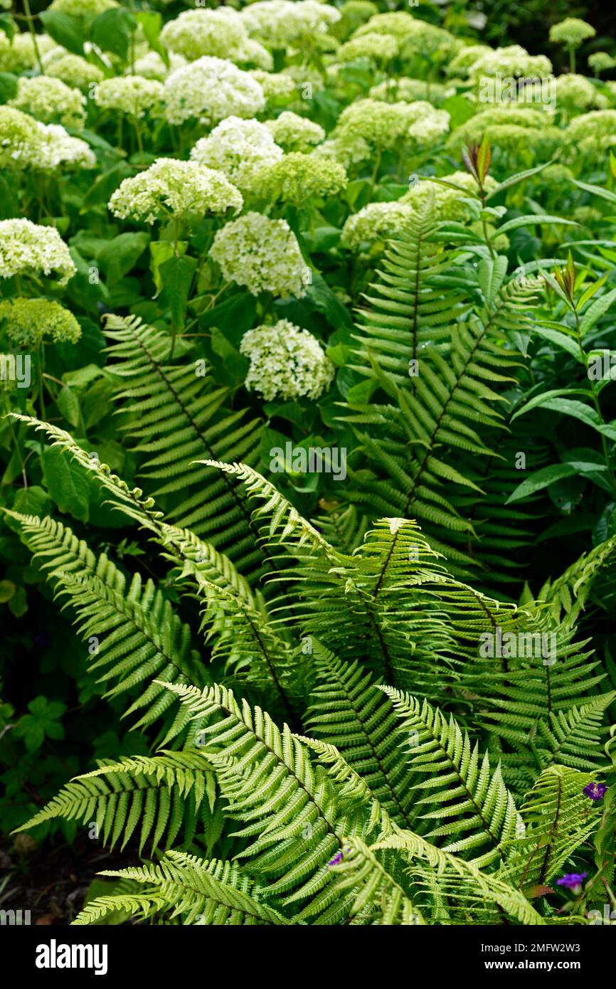 Dryopteris atrata, Hydrangea annabelle, Farne und Hortensien, Farn und  Hortensien, Schatten, Schatten, Waldgarten, Blumenmuster Stockfotografie -  Alamy