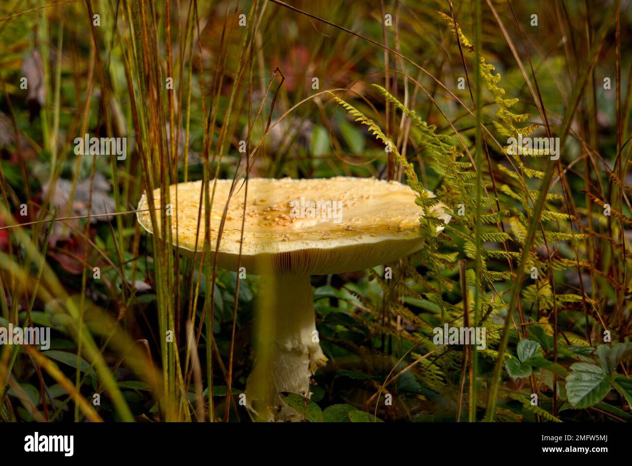 Angel Mushroom in einem Wald in Pennsylvania zu zerstören Stockfoto