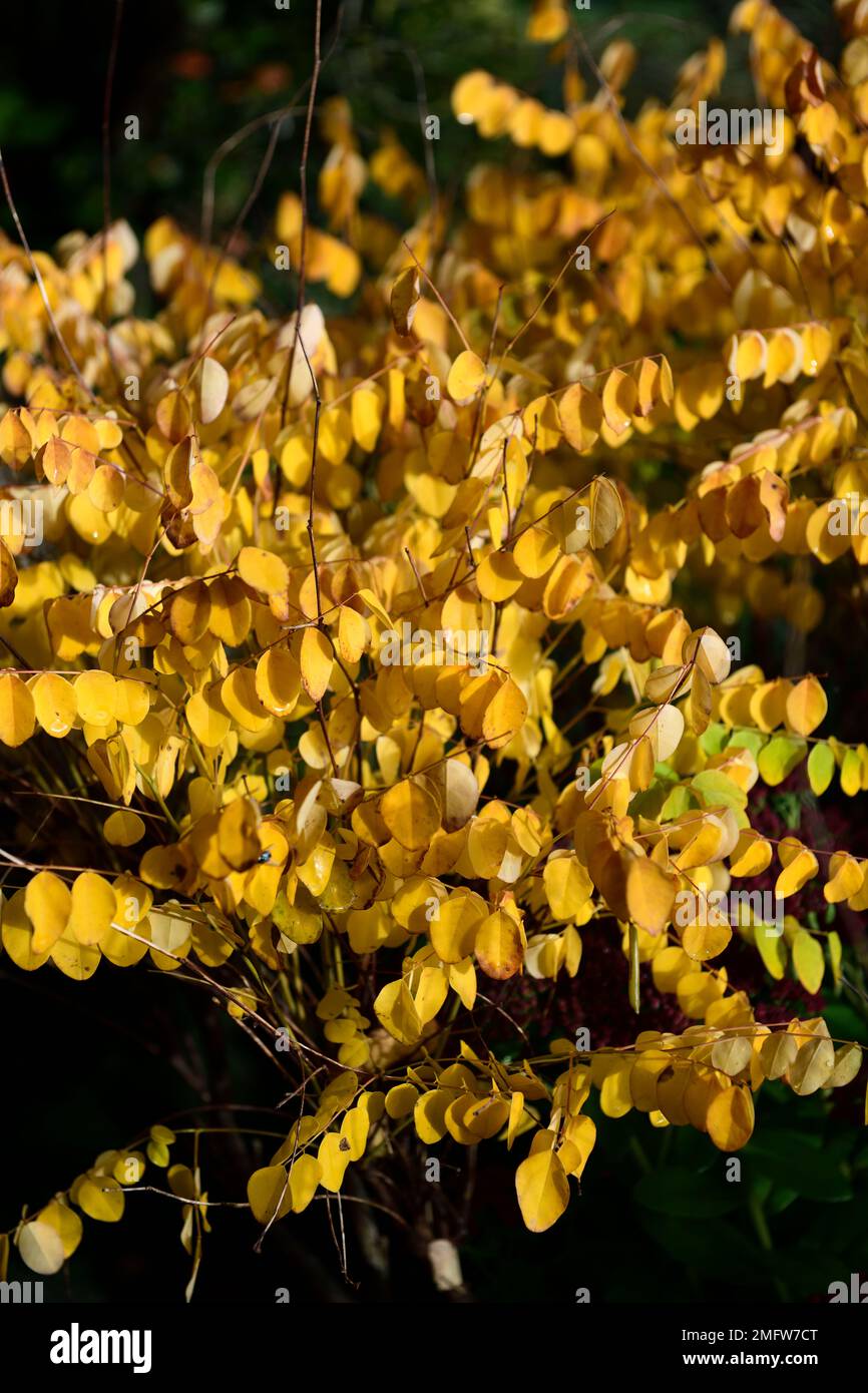 Himalaya Indigo,goldgelbe Blätter,goldgelbe Blätter,Blätter, Blattfarbe,Spätsommer,Herbst,Herbst,Herbst,Farbe,Farben,Bäume im Herbst,gelb Stockfoto