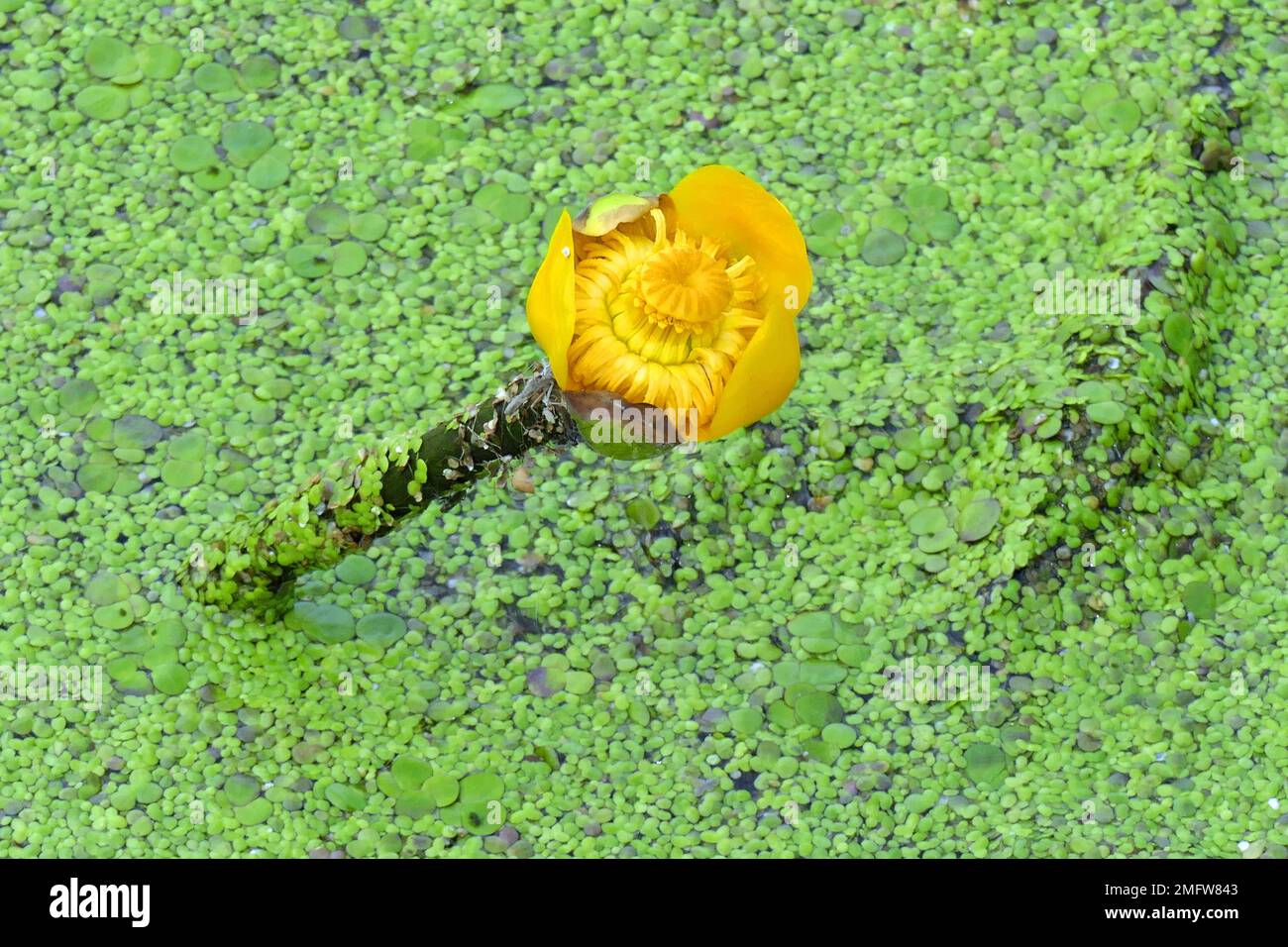 Gelbflossenlilie (Nuphar lutea) Stockfoto