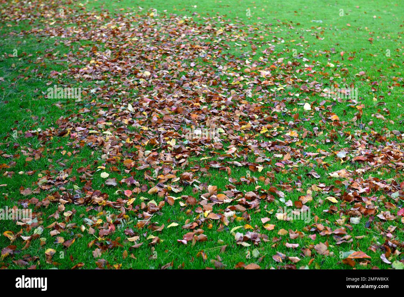 Herbst im Garten, Blätter auf dem Rasen, Blätter auf dem Rasen, Blätter auf Gras im Herbst, Herbstblätter auf dem Rasen, Blätter fallen auf den Rasen, au Stockfoto