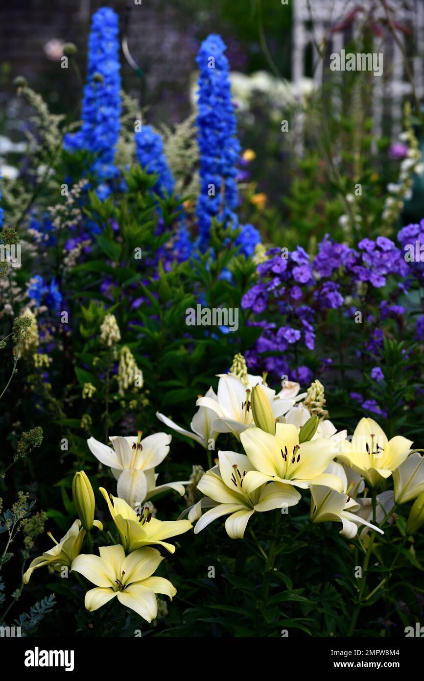 Lilium longiflorum Trebbiano, Lily longiflorum Trebbiano, Delphinium Blue Bird, Phlox paniculata Blue Paradise, blau violette und weiße Blumen, blühend, Lo Stockfoto