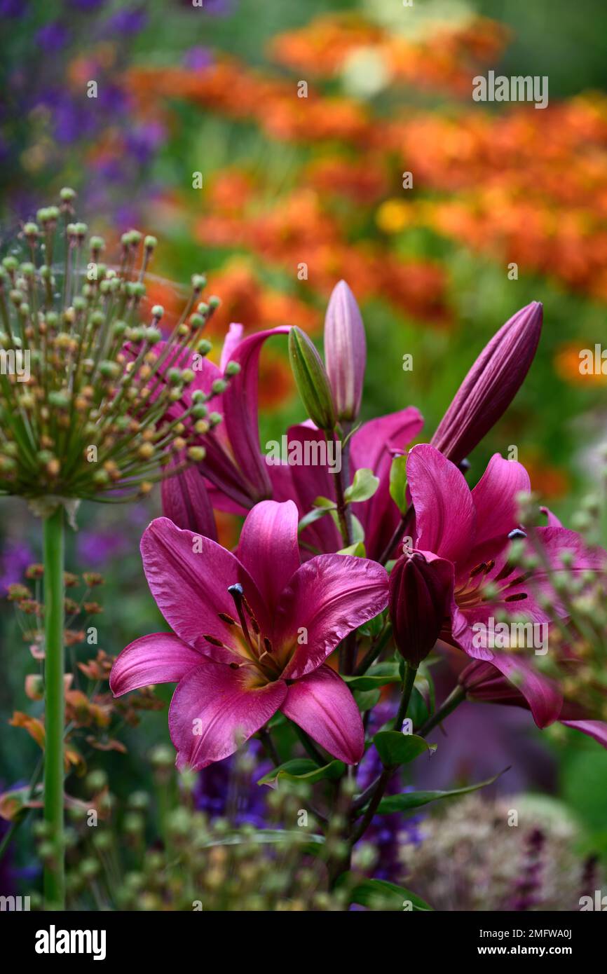 Lilium Purple Prince, Lily Purple Prince, Orienpet Lila Purple Prince, Oriental Trompet Lila Purple Prince, duftende Lila, nach oben gerichtete Blumen, hoch Stockfoto