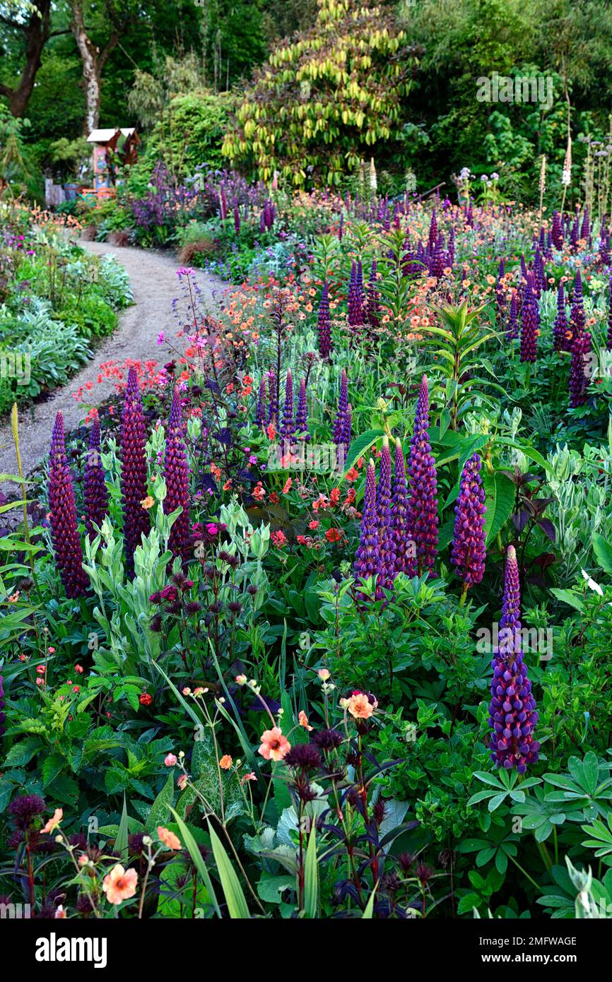 Lupinen Meisterwerk, Frühsommer, gemischtes Pflanzschema, mehrjährig