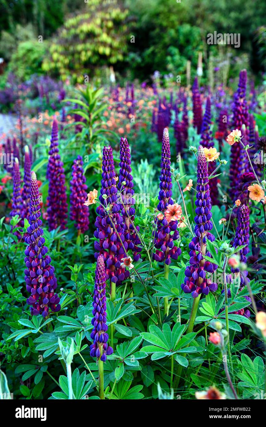 Lupinen Meisterwerk, Frühsommer, gemischtes Pflanzschema, mehrjährig