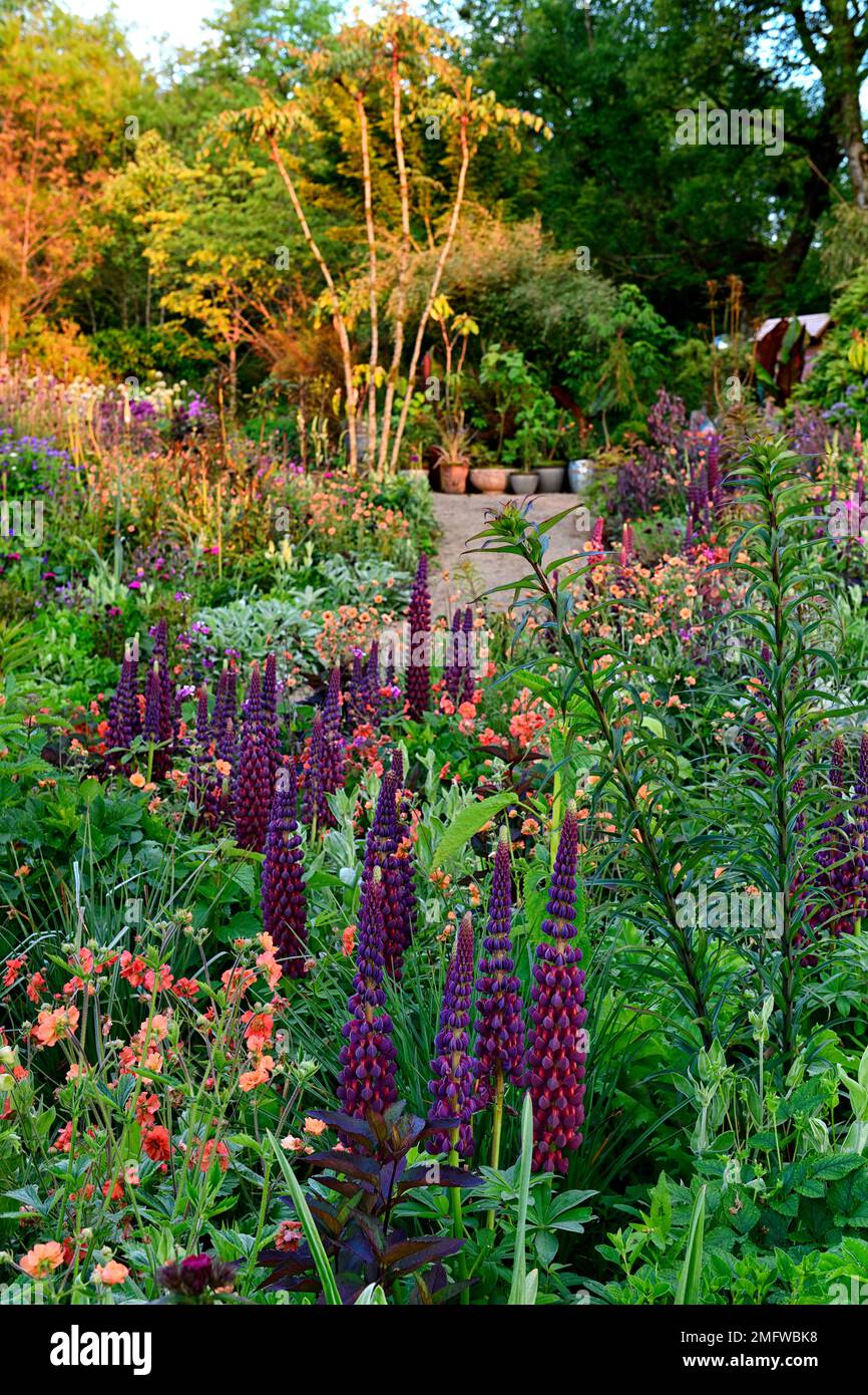 Lupinen Meisterwerk, Frühsommer, gemischtes Pflanzschema, mehrjährig