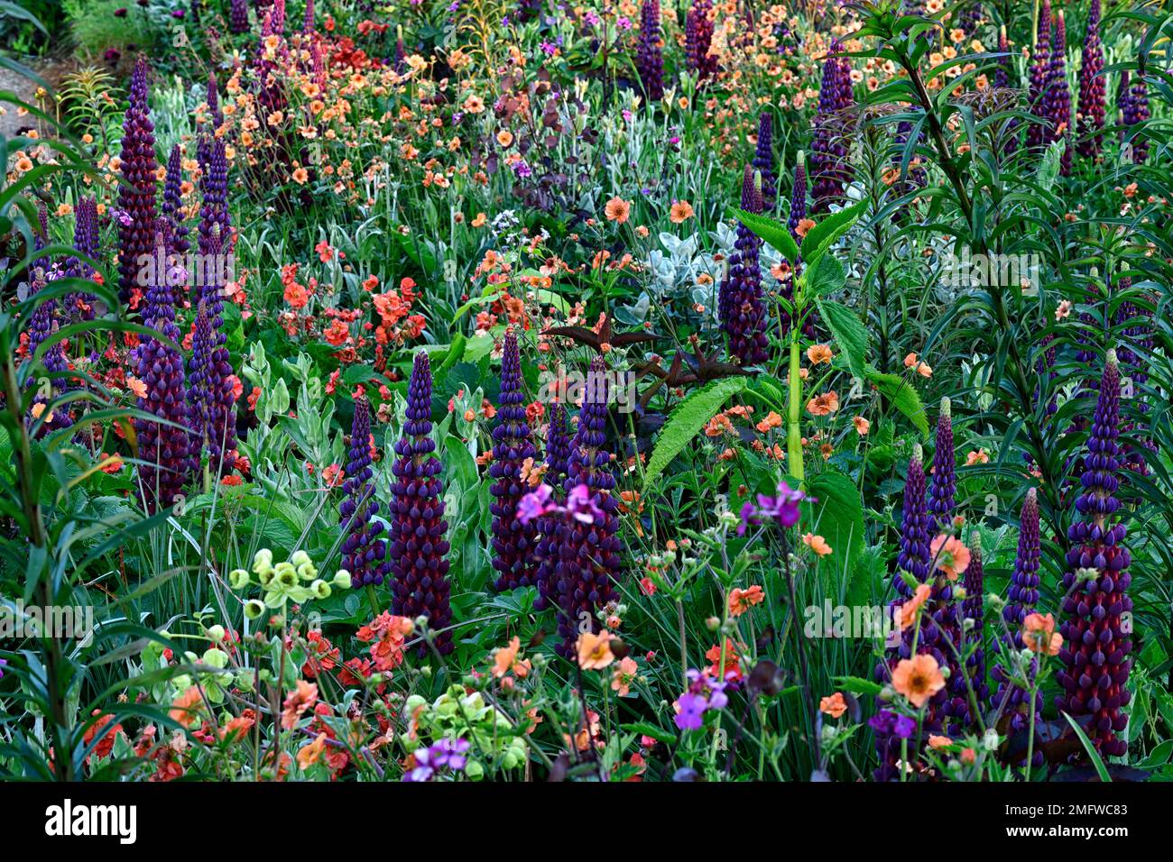 Lupinen Meisterwerk, Frühsommer, gemischtes Pflanzschema, mehrjährig