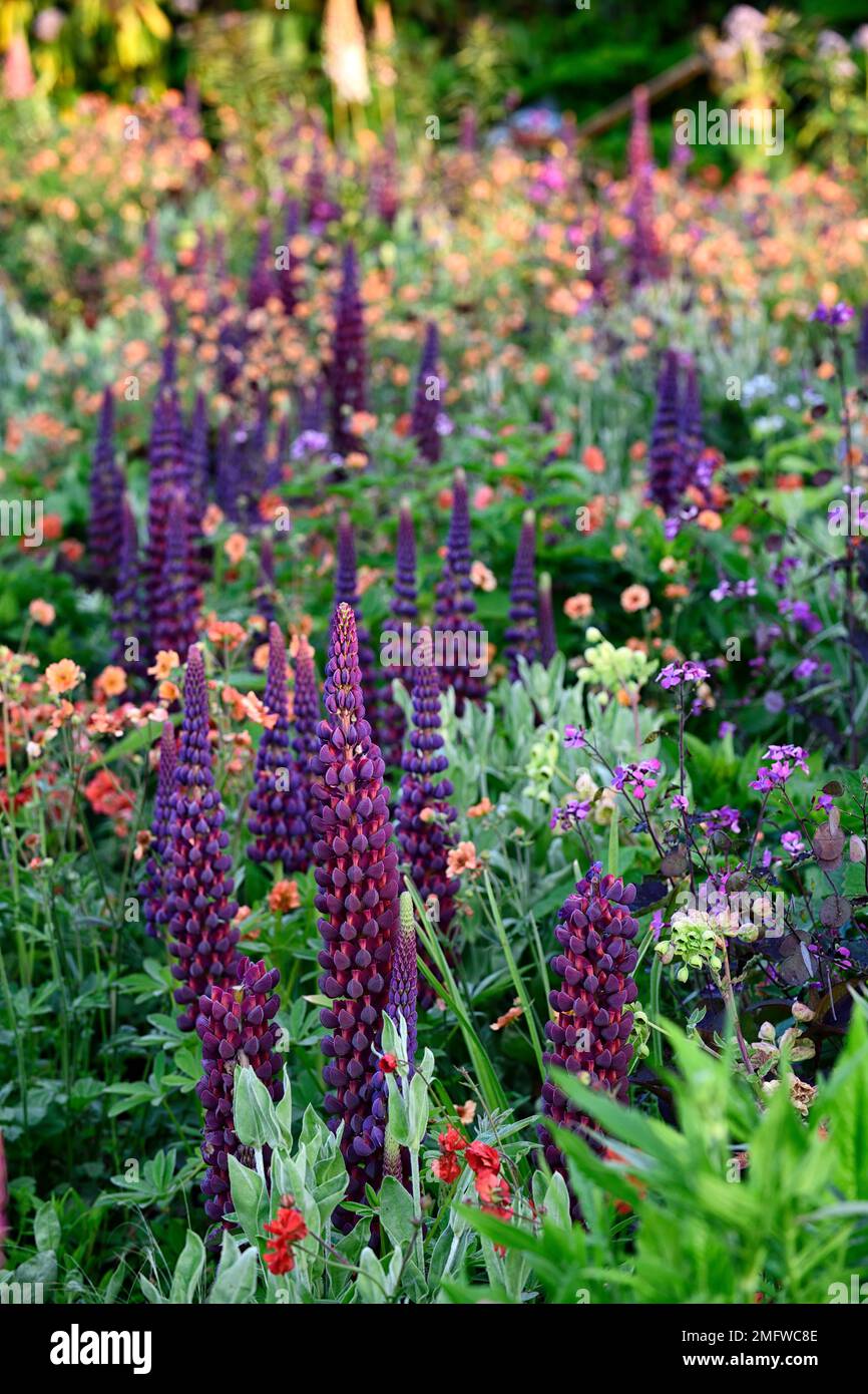 Lupinen Meisterwerk, Frühsommer, gemischtes Pflanzschema, mehrjährig