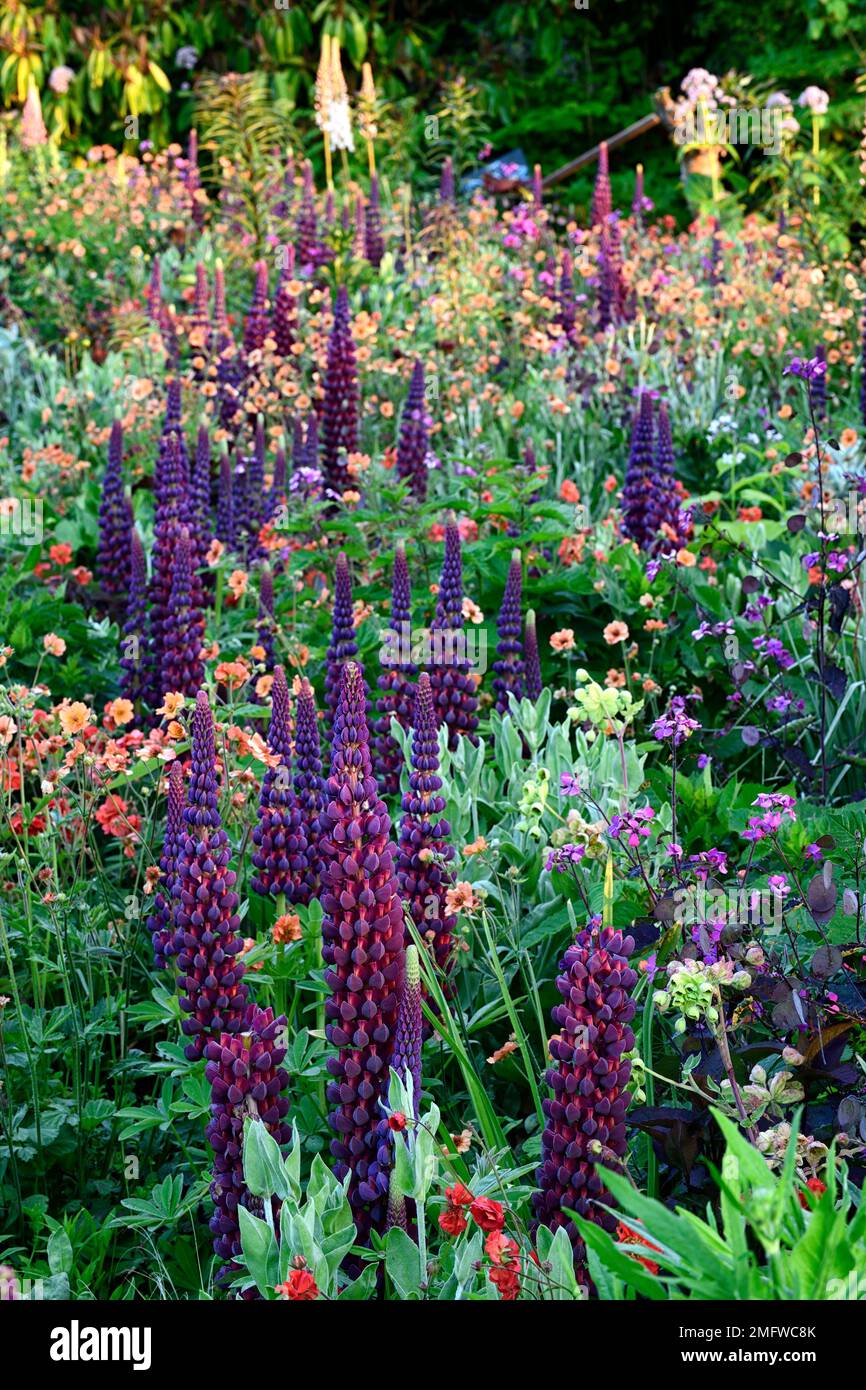 Lupinen Meisterwerk, Frühsommer, gemischtes Pflanzschema, mehrjährig