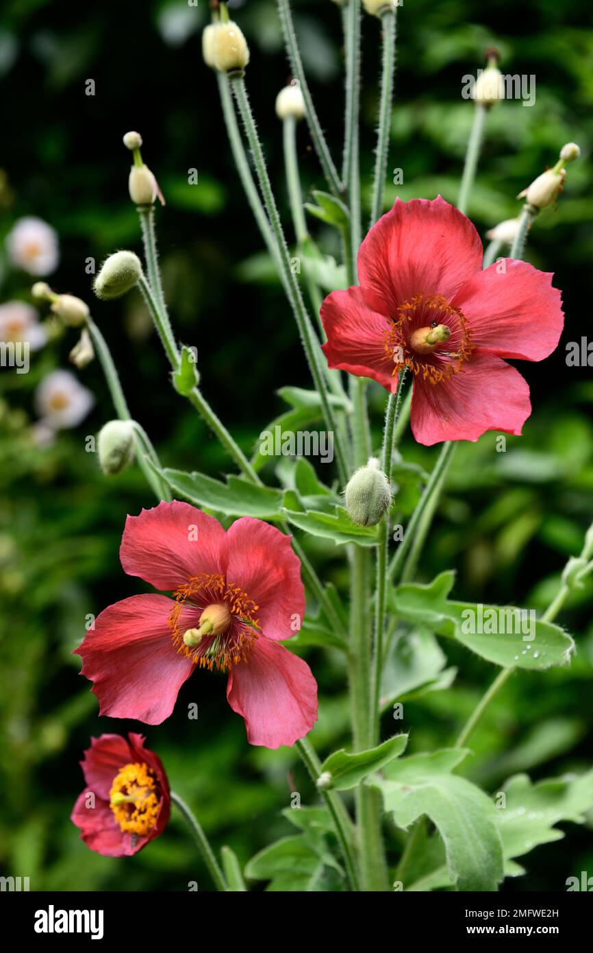 Meconopsis napaulensis, Nepal-Mohn, Satin-Mohn, Korallenblüten, Blume, Blüte, Mohn, RM-Blume Stockfoto