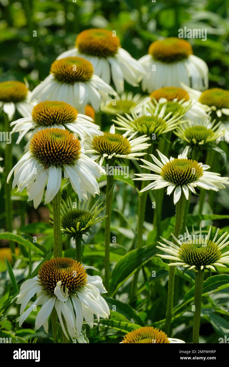 Echinacea purpurea White Swan, Coneflower White Swan, ganzjährig mit weißen Gänseblümchen-ähnlichen Blüten mit herabhängenden Blütenblättern, orange-braune Mitte Stockfoto