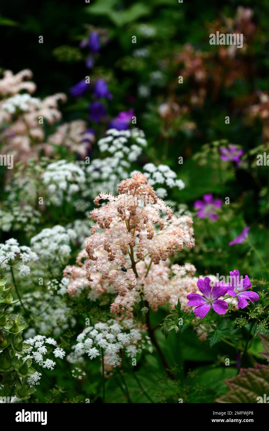 Rodgersia pinnata, Geranium, weiße Blume Panicle, violette und weiße Blüten, blühend, Blume, Panicles, klumpenbildend, rhizomatös, ganzjährig, RM Floral Stockfoto