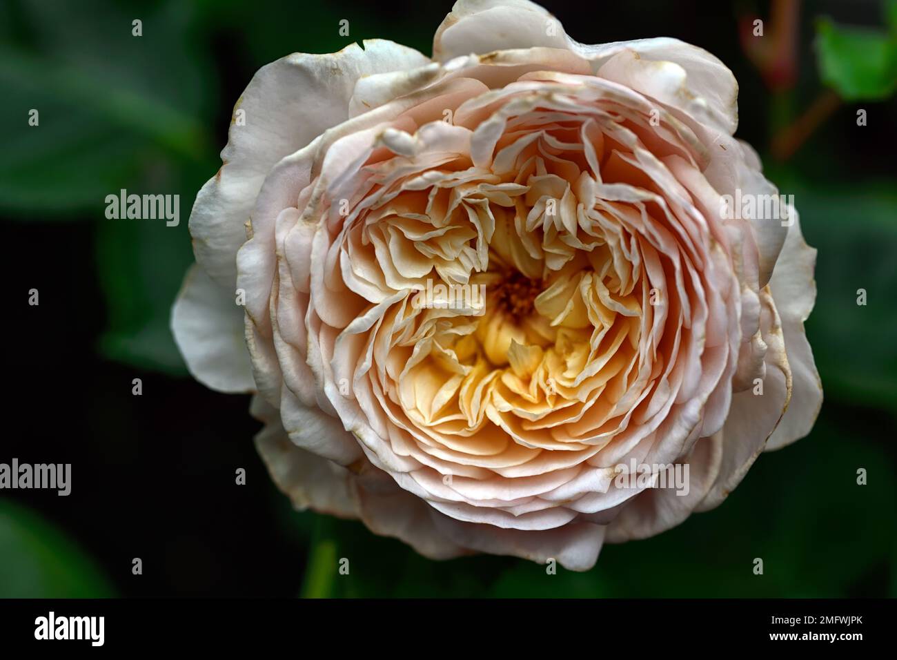 Rosa Emily Bronte, Rose Emily Bronte, englische Strauchrose, weiches, rosa Aprikot, das zu Creme wird, weich-rosa Aprikosenblumen, die zu Creme verblassen, Rosen, Blumenmuster Stockfoto