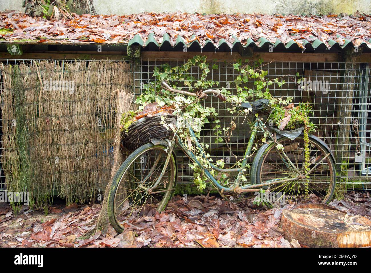 Alte Damen mit altem Push-Bike wachsen mit Pflanzen über, nachdem sie jahrelang draußen gelassen wurden Stockfoto