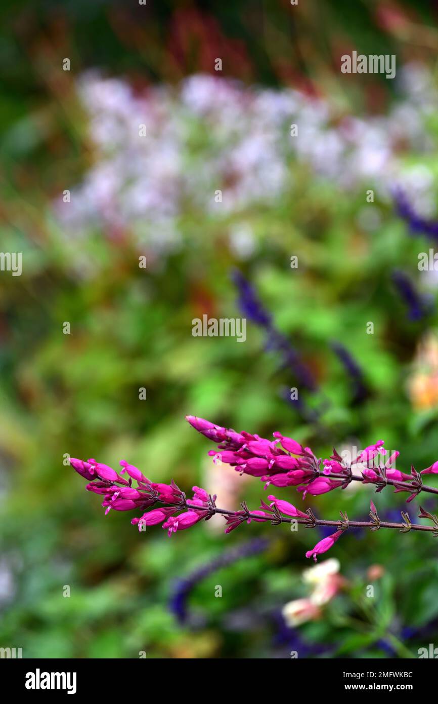 Salvia involucrata, rosiger Salbei Bethellii, Salvien, violette rote Blumen, blühender Salbei, Garten, Gärten, Blumenblumen Stockfoto