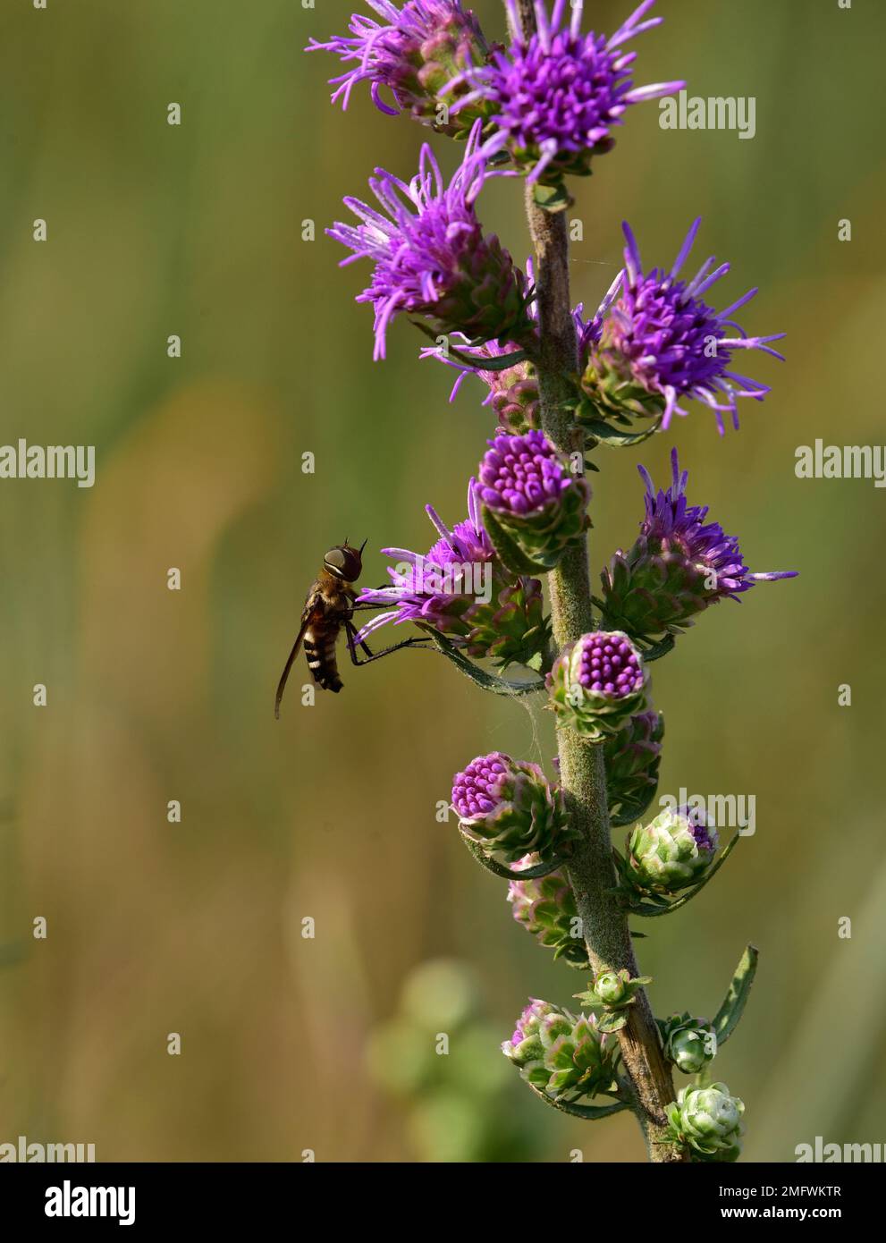 Bee-Fly, Exoprosopa Species, auf Liatris, Wichita Mountains Wildlife Refuge, Oklahoma Stockfoto