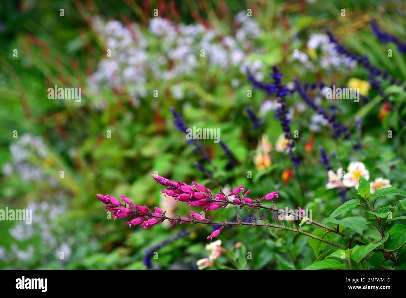 Salvia involucrata, rosiger Salbei Bethellii, Salvien, violette rote Blumen, blühender Salbei, Garten, Gärten, Blumenblumen Stockfoto