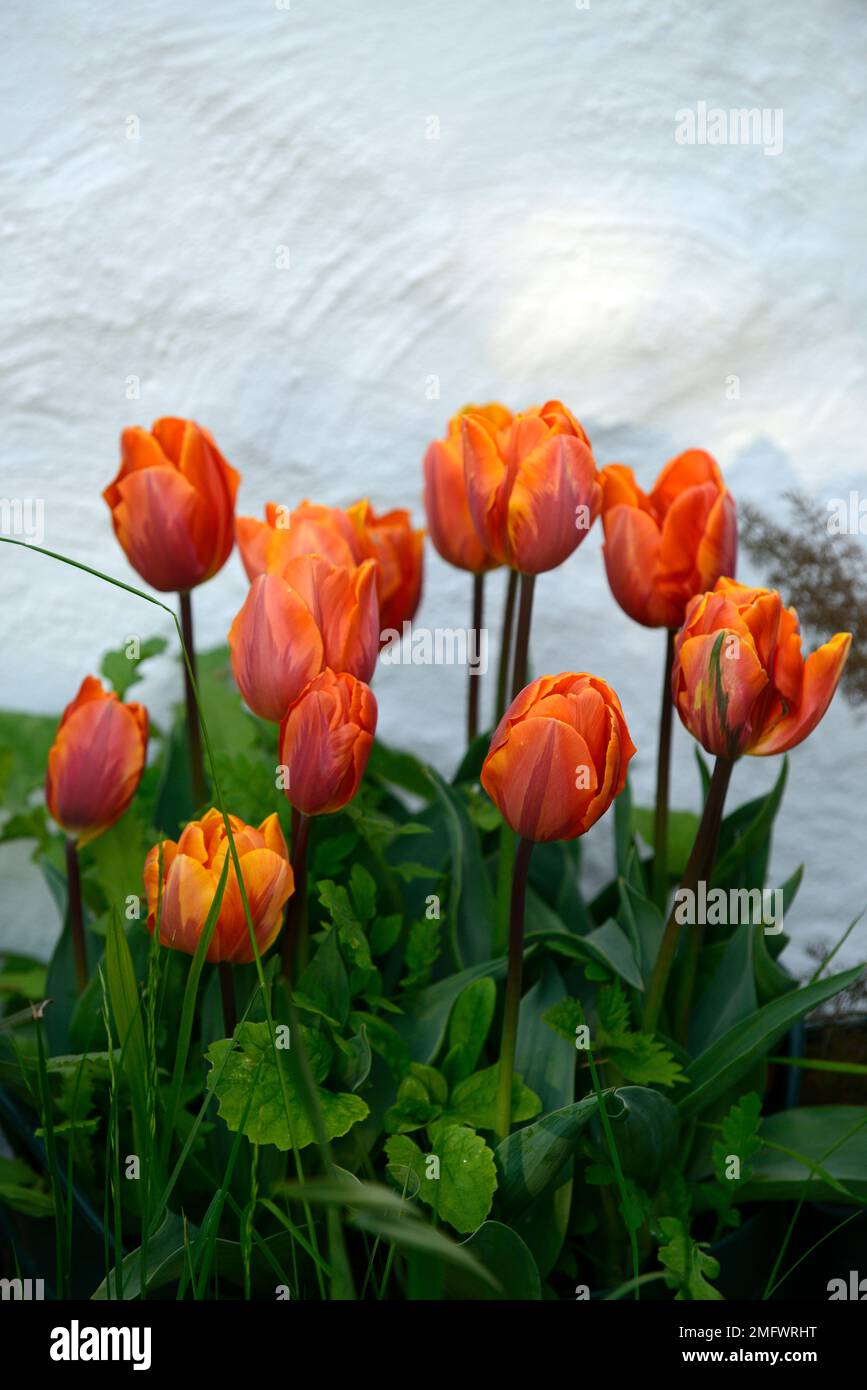 tulipa orange Prinzessin, doppelte Form von Tulipa Prinzessin Irene, doppelte späte Tulpen, orange Blütenblätter geflammt Granat rot, Pfingstrose blühte Tulpe, Tulpen, Frühling in t Stockfoto