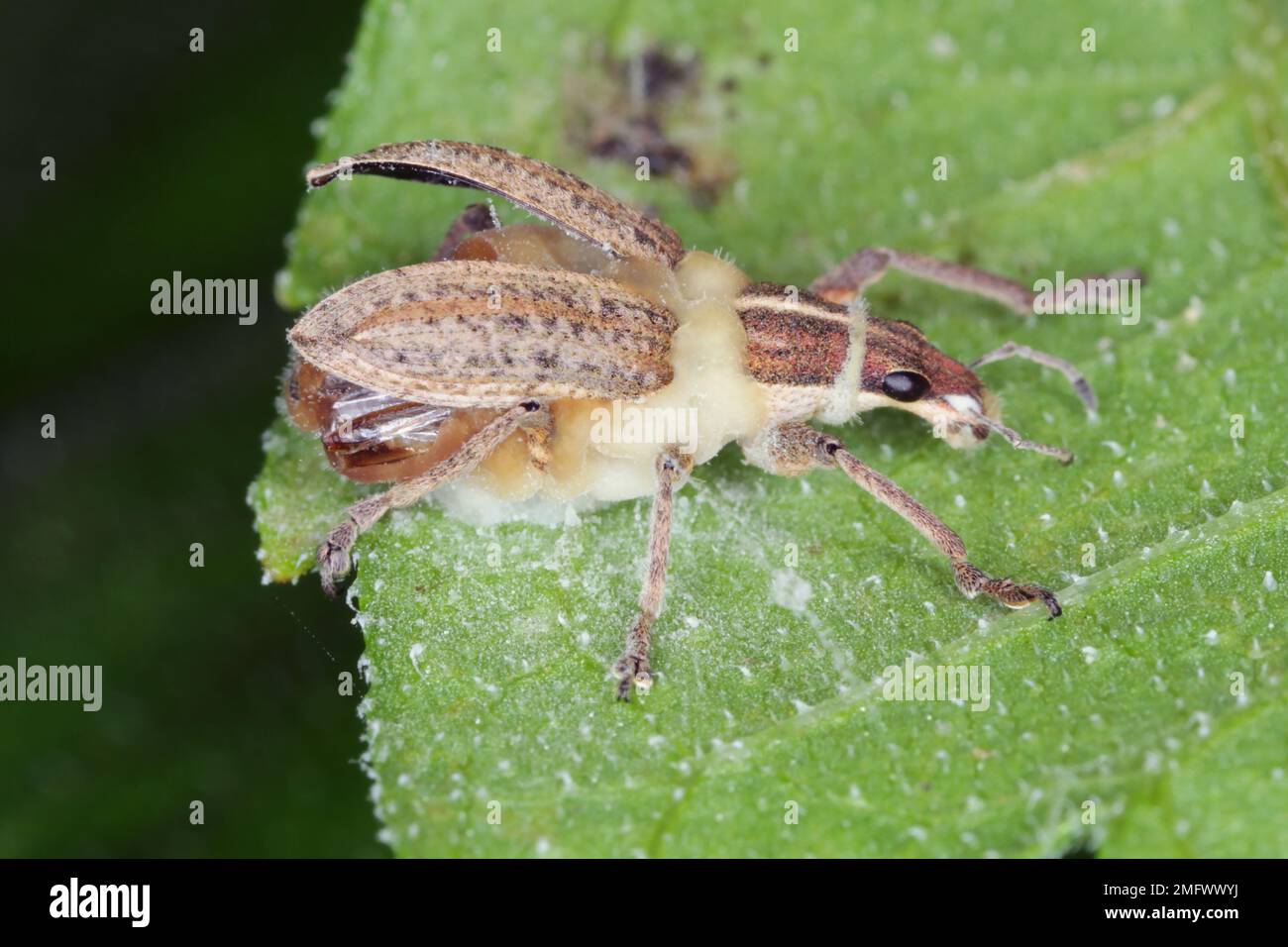 Beetle Weevil infiziert mit einem entomopathogenen Pilz Beauveria bassiana ein Parasit auf verschiedenen Arthropodenarten, verursacht weiße Muscardinkrankheit Stockfoto