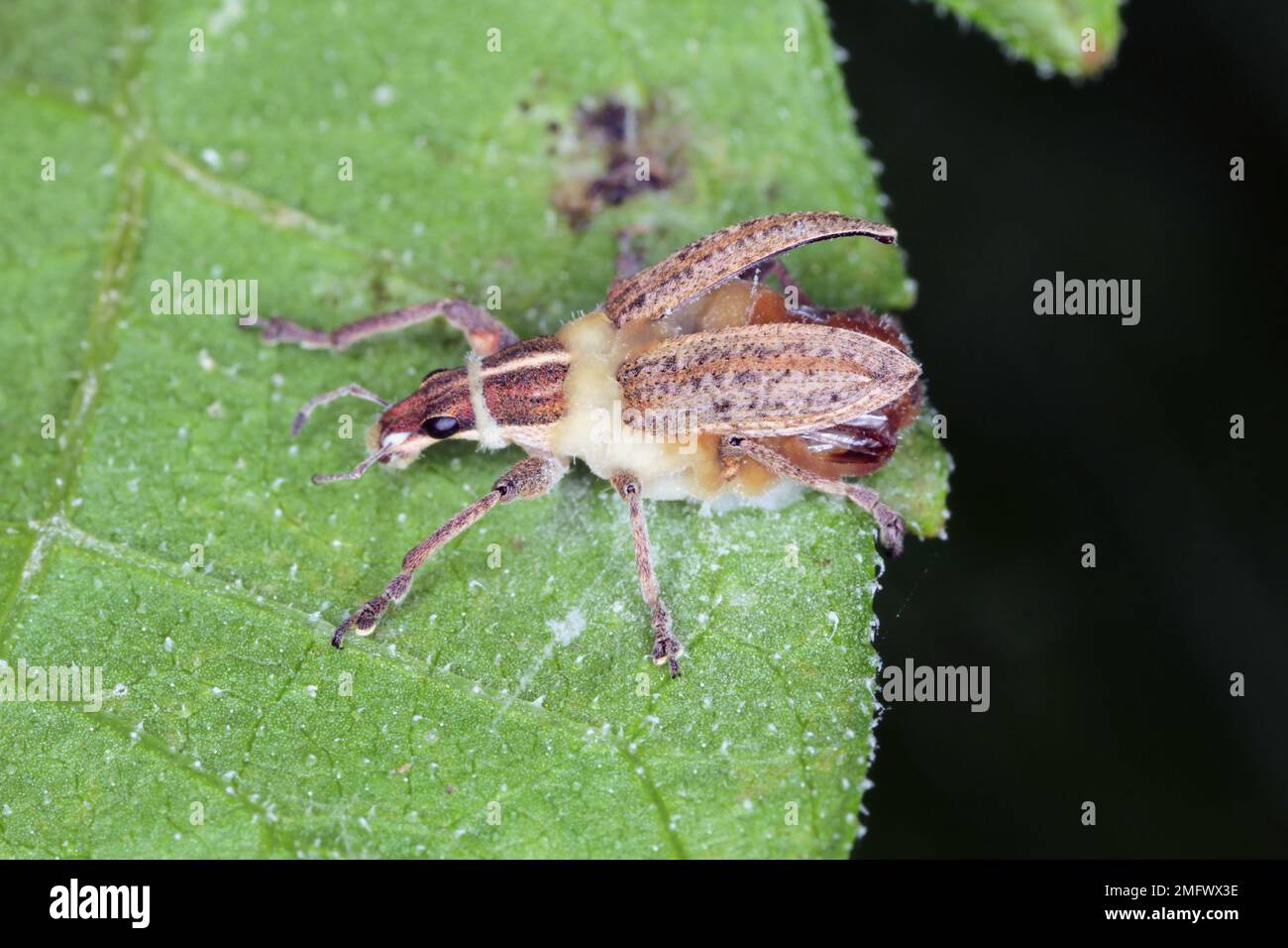 Beetle Weevil infiziert mit einem entomopathogenen Pilz Beauveria bassiana ein Parasit auf verschiedenen Arthropodenarten, verursacht weiße Muscardinkrankheit Stockfoto