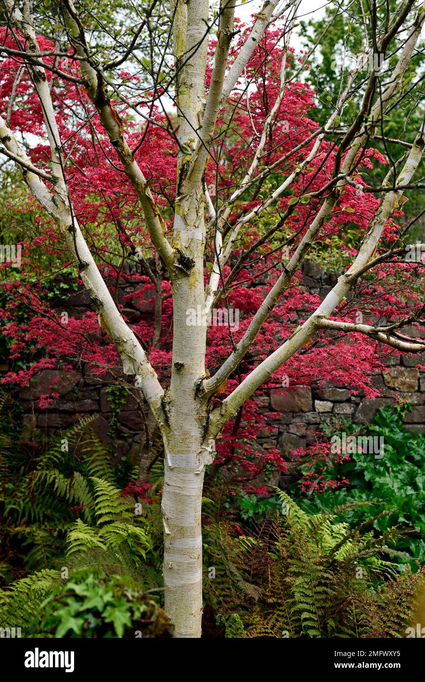 Weiße Birke und rote acer-Blätter, Birke und acer im Frühling, acer-Laub und betula-Stamm, rote Blätter und weiße Rinde, rotes Laub und weiße Rinde, Frühling Stockfoto
