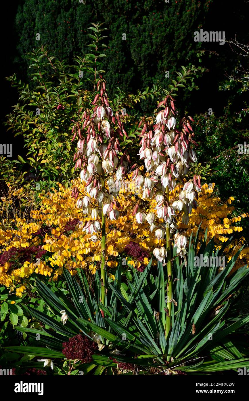 yucca gloriosa und Indigofera Heterantha, Yucca Blütenspike, Yucca gloriosa Blütenspitze. Himalaya Indigo, goldgelbe Blätter, goldgelbes Laub, le Stockfoto