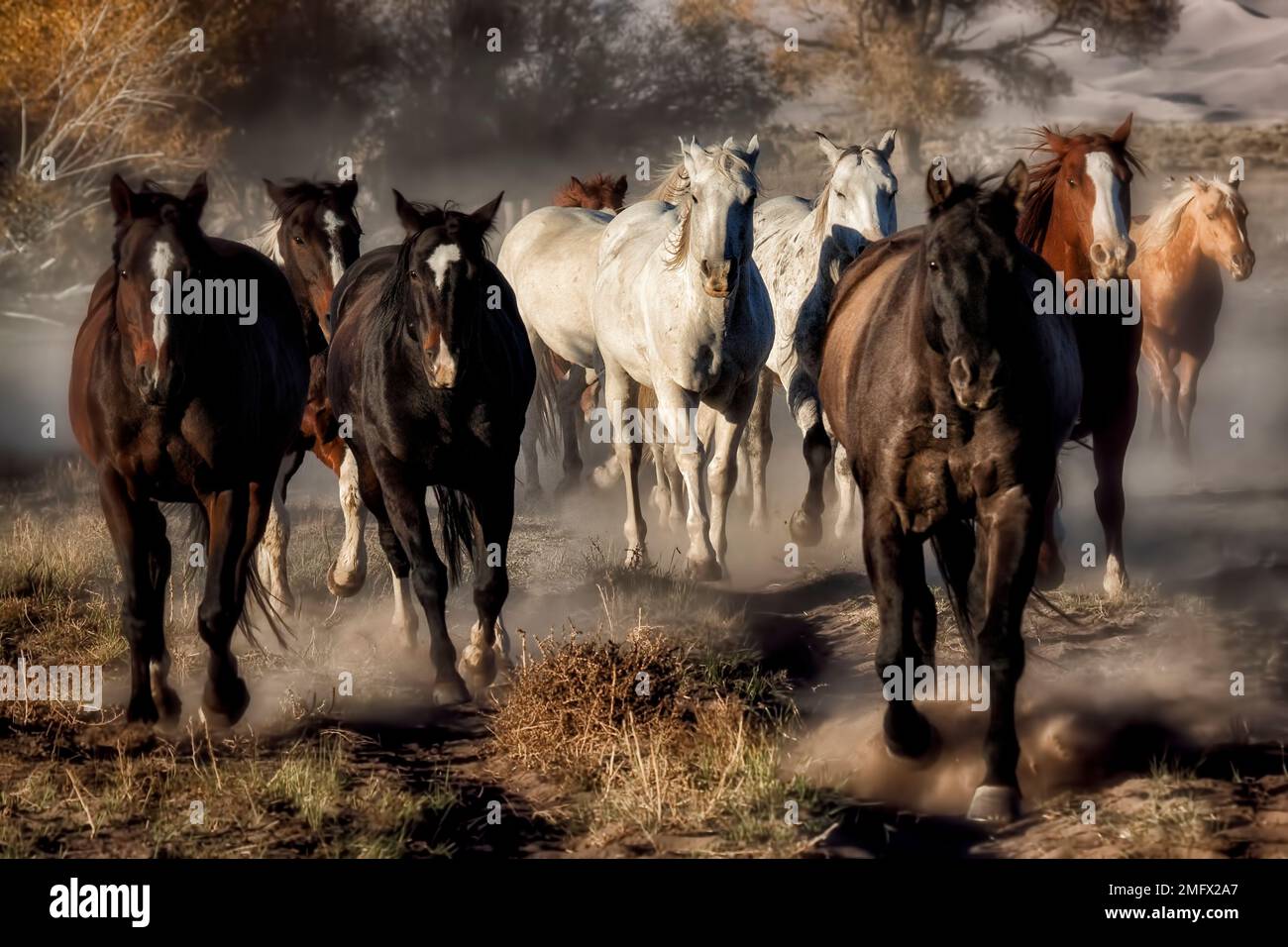 Auf der Nature Conservancy Zapata Ranch in Colorado laufen Pferde auf einem Dreckspfad. Stockfoto