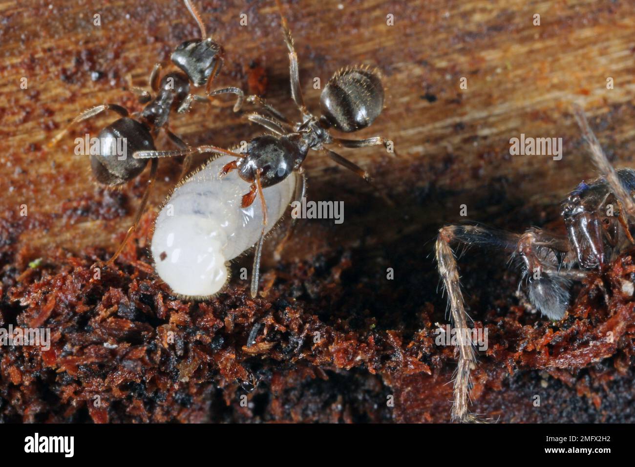 Gartenameise Lasius sp. Arbeiterameisen, die sich um Larven kümmern, nachdem das Nest aufgedeckt wurde. Stockfoto