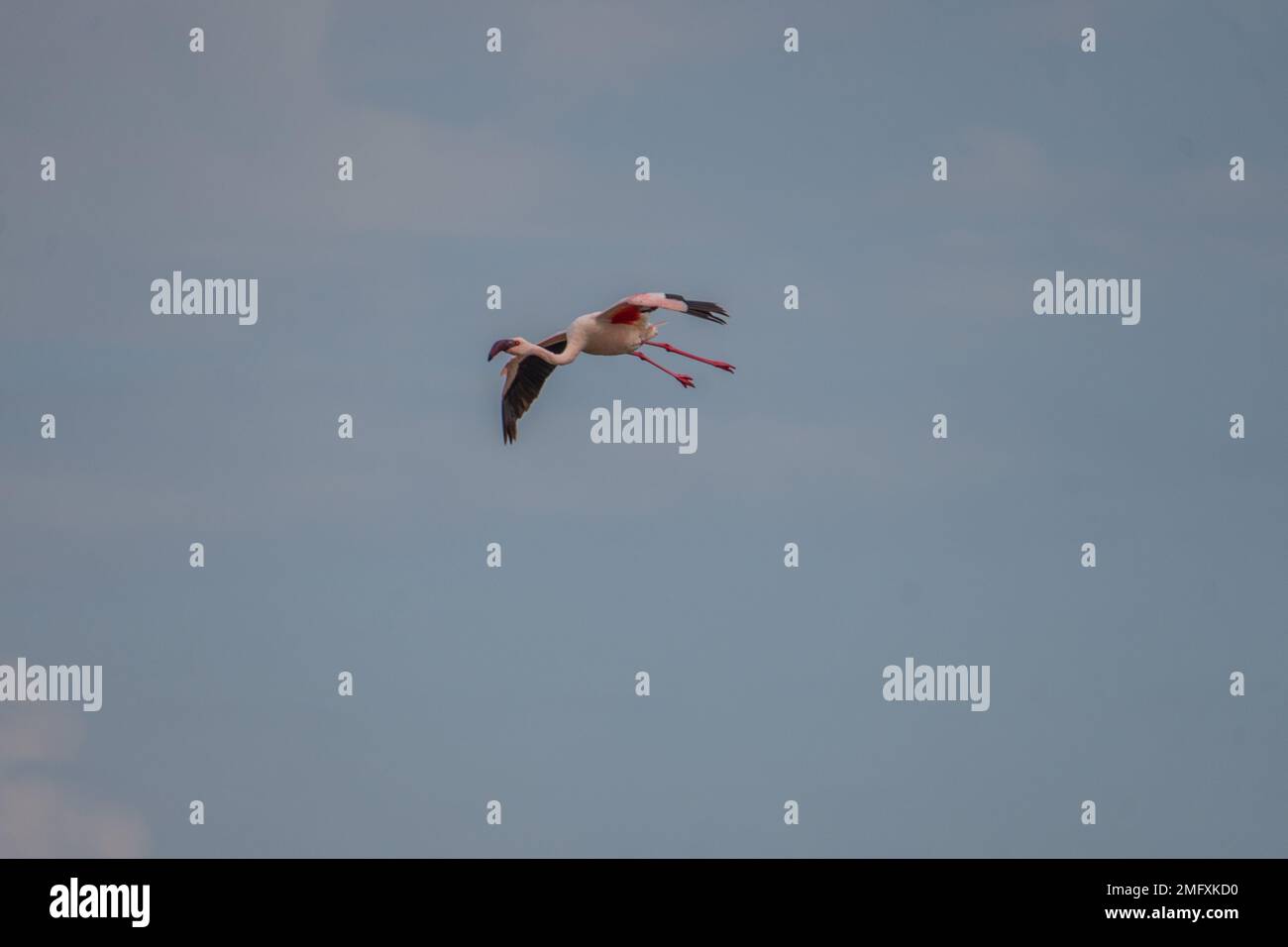 Flamingos im afrikanischen Nationalpark Stockfoto