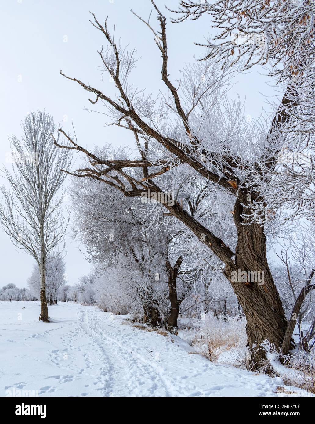 Bäume im Schnee Stockfoto