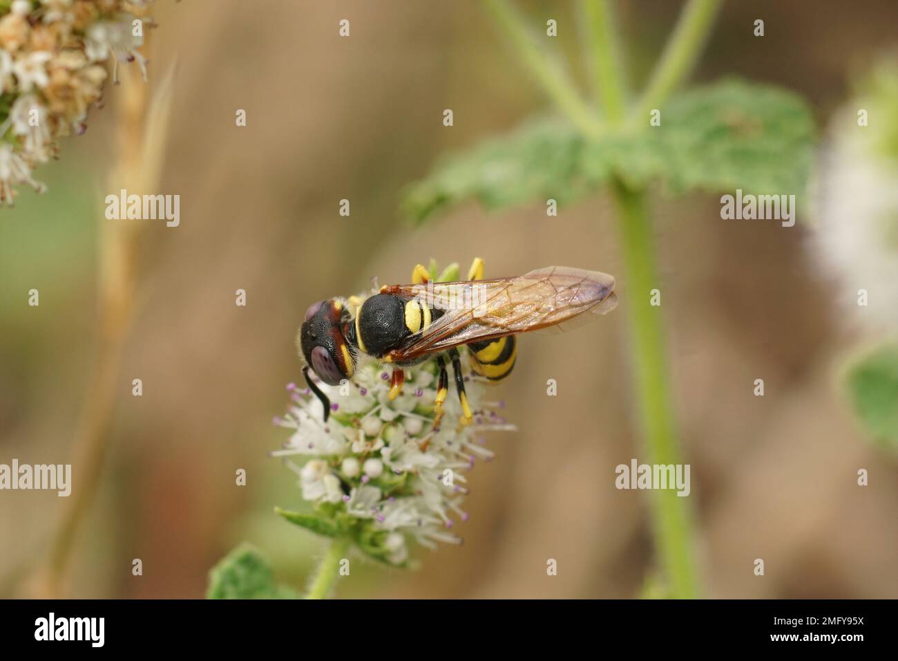 Natürliche Nahaufnahme der Wespe, Philanthus triangulum, trinkender Nektar. Das ist ein Raubtier auf Honigbienen Stockfoto