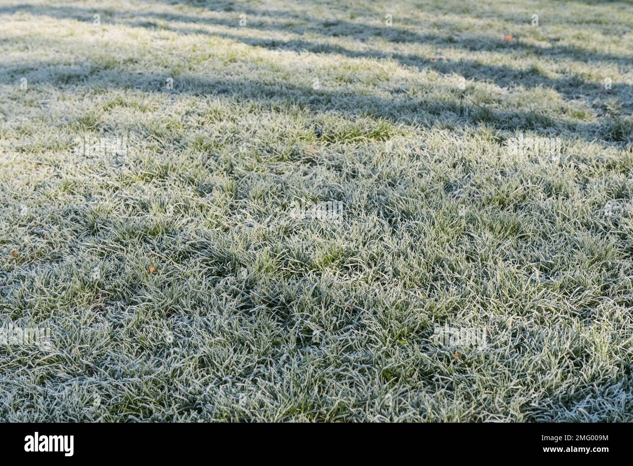 Frostiges Gras auf einem Rasen am Albert Embankment, London Stockfoto