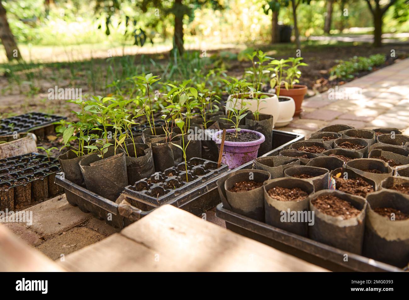 Keimlinge von Jungpfeffer, die in Töpfen und Agrokassetten in einem Allotationsgarten, einem Öko-Bauernhof angebaut werden. Gartenarbeit. Landwirtschaftskonzept. Aussaat. Wachsen Stockfoto