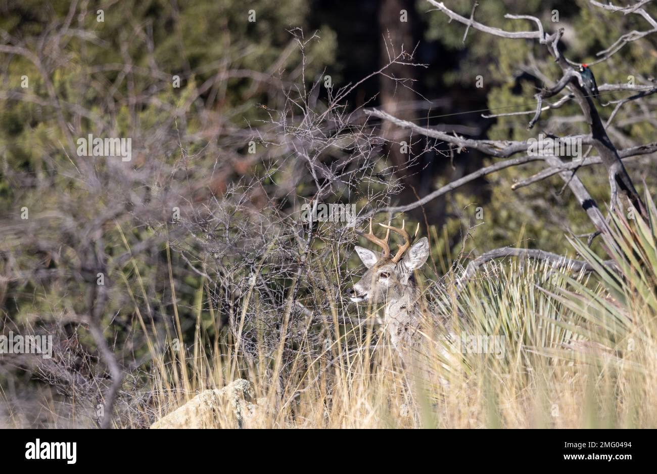 Nehmen Sie Whitetail Deer Buck in den Chiricahua Mountains, Arizona Stockfoto